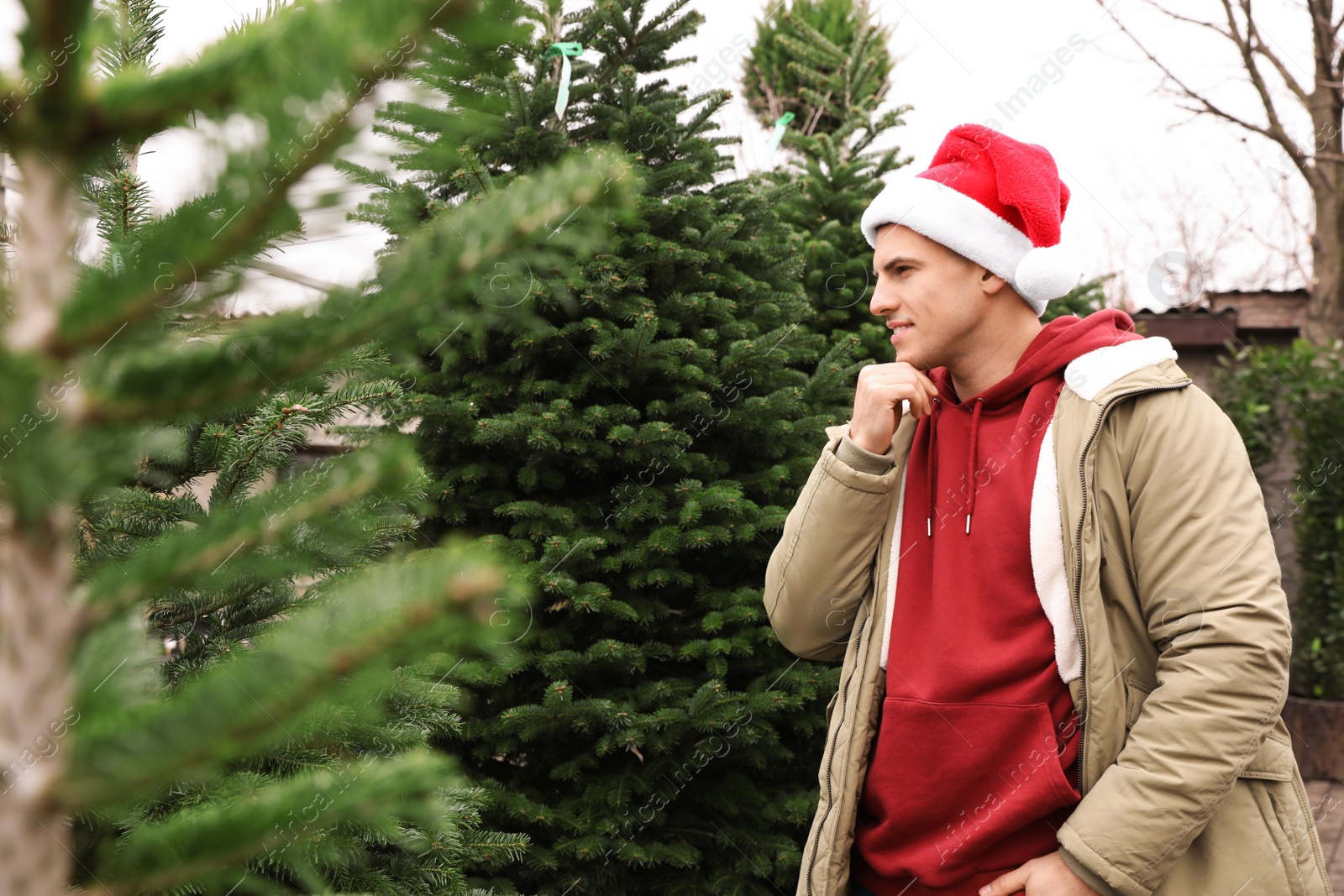 Photo of Man choosing plants at Christmas tree farm. Space for text