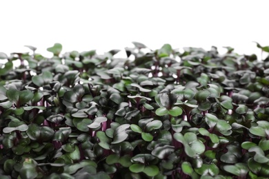 Fresh organic microgreen on white background, closeup