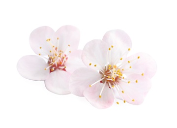 Beautiful apricot tree blossom on white background. Springtime