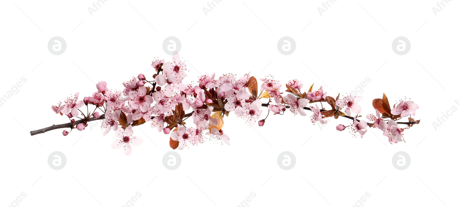 Photo of Cherry tree branch with beautiful pink blossoms isolated on white