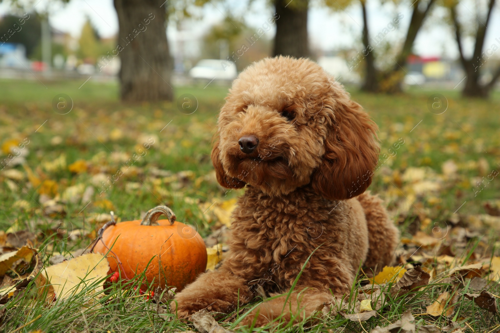 Photo of Cute fluffy dog and pumpkin on grass in autumn park