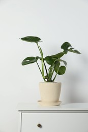 Photo of Potted monstera on chest of drawers near white wall. Beautiful houseplant