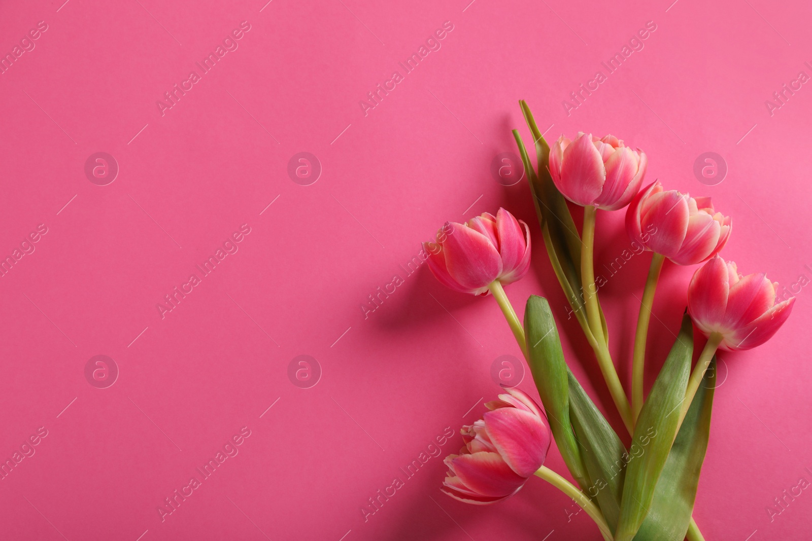 Photo of Many beautiful tulips on pink background, flat lay. Space for text