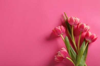 Many beautiful tulips on pink background, flat lay. Space for text