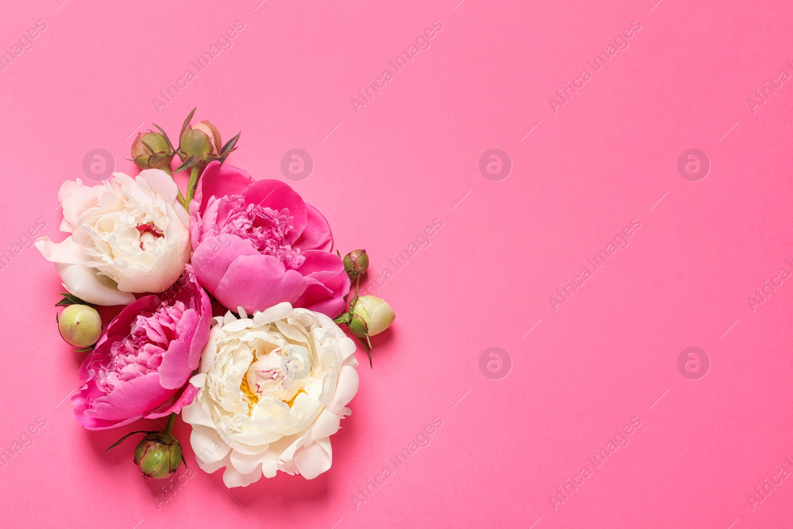 Photo of Beautiful peonies on color background, flat lay with space for text