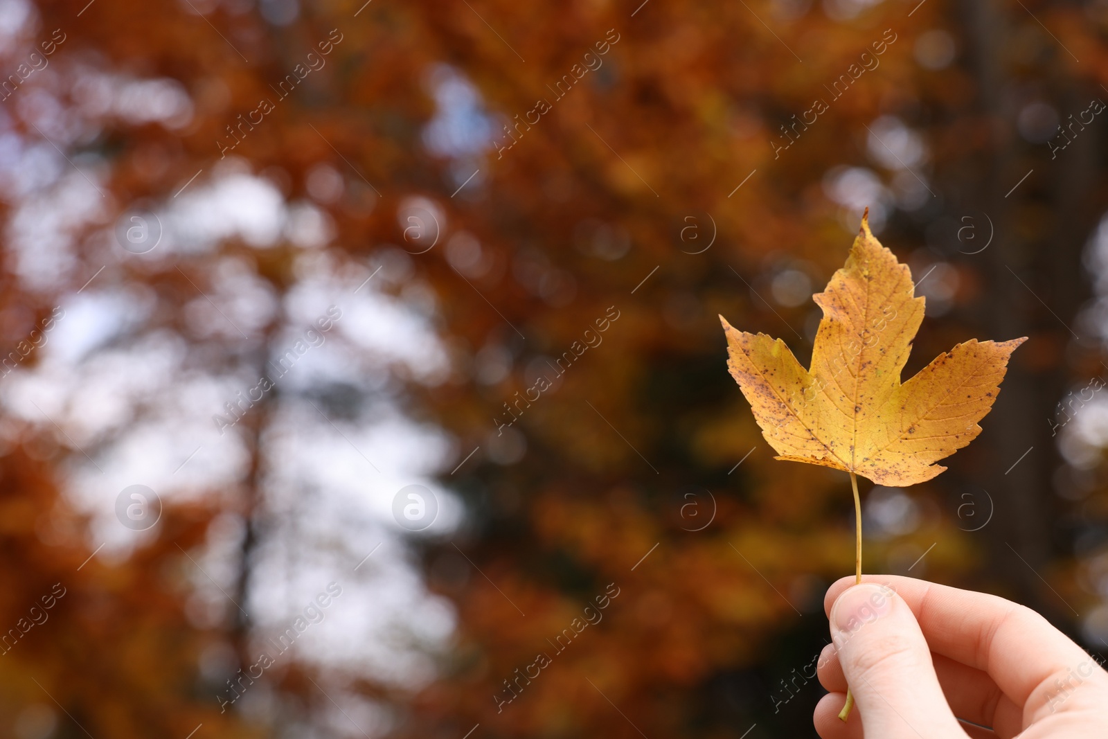 Photo of Woman holding beautiful autumn leaf near forest, closeup. Space for text