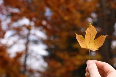 Photo of Woman holding beautiful autumn leaf near forest, closeup. Space for text