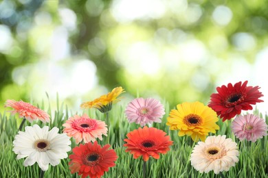 Image of Beautiful colorful gerbera flowers among green grass outdoors on sunny day, bokeh effect