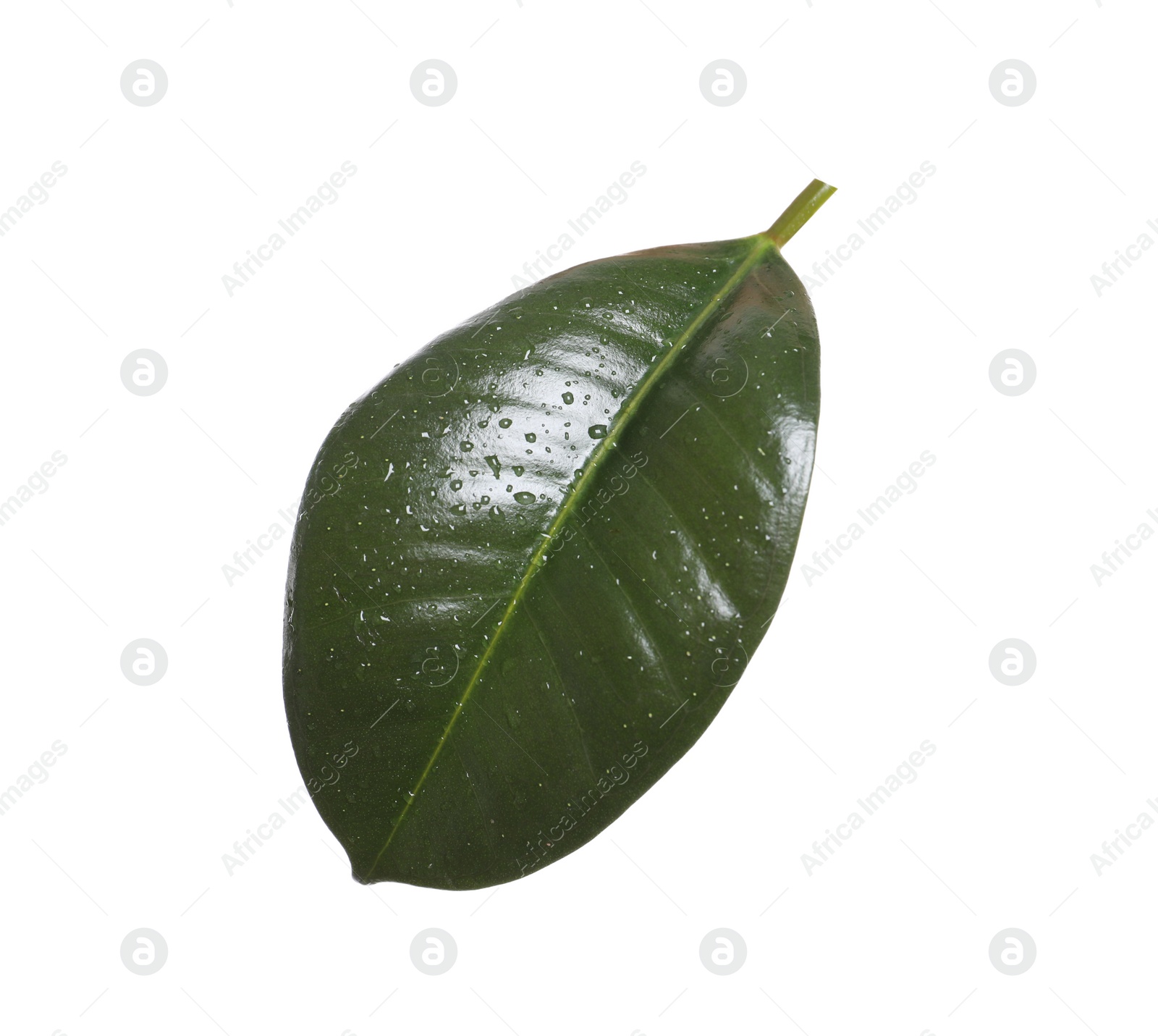 Photo of Fresh green leaf of Ficus elastica plant isolated on white