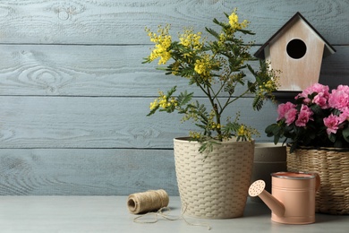 Photo of Composition with beautiful mimosa plant in pot on white table near wooden wall, space for text
