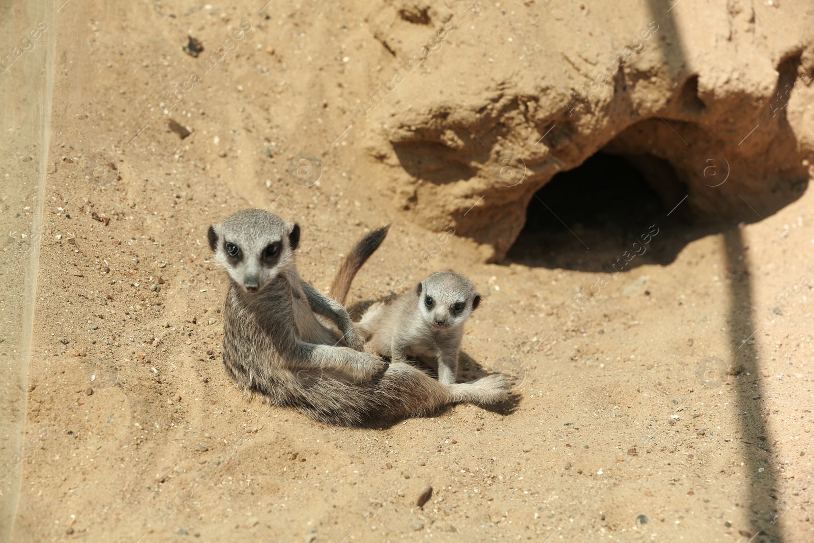 Photo of Cute meerkats at enclosure in zoo on sunny day