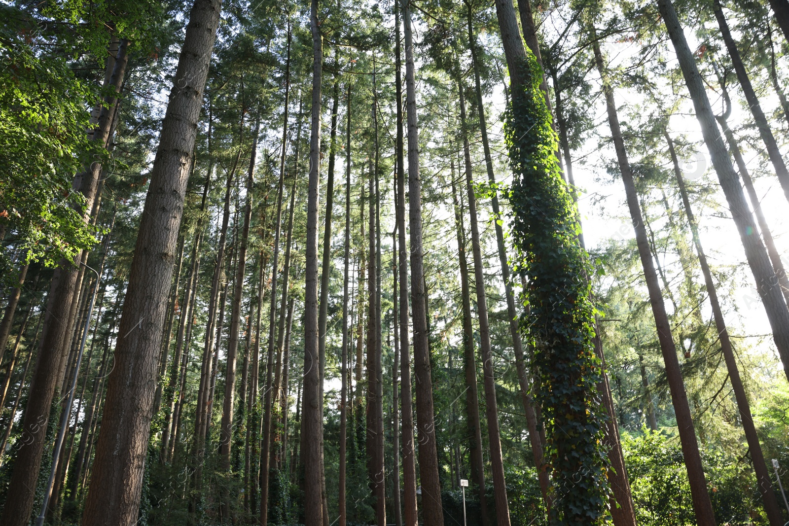 Photo of Beautiful view of green trees in forest