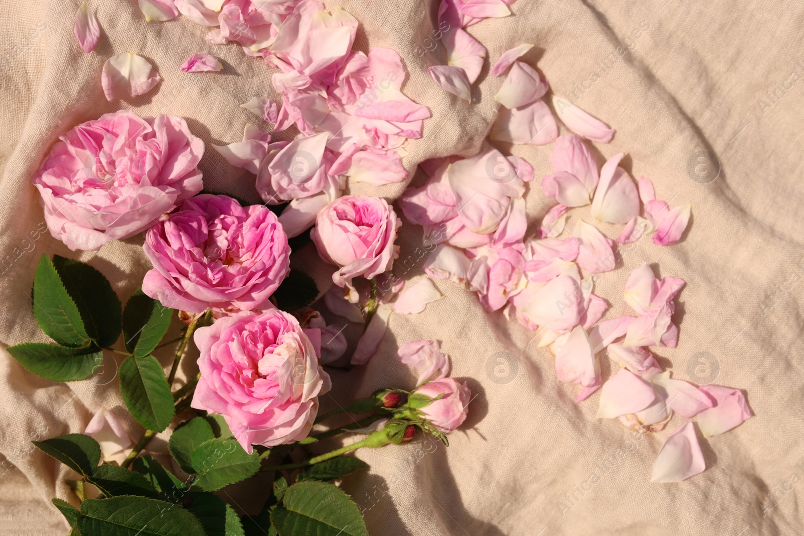 Photo of Beautiful tea roses and petals on beige fabric, above view