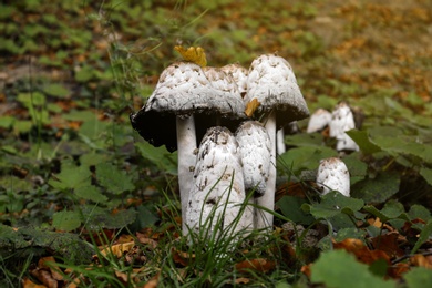 Photo of Mushrooms and green vegetation in forest