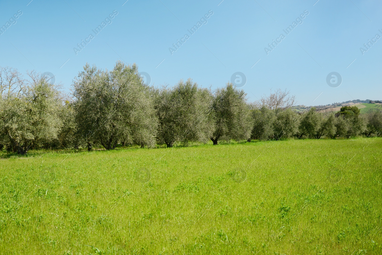 Photo of Beautiful view of olive trees outdoors on sunny day