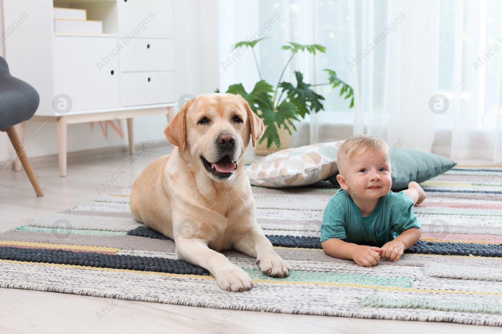 Photo of Adorable yellow labrador retriever and little boy at home