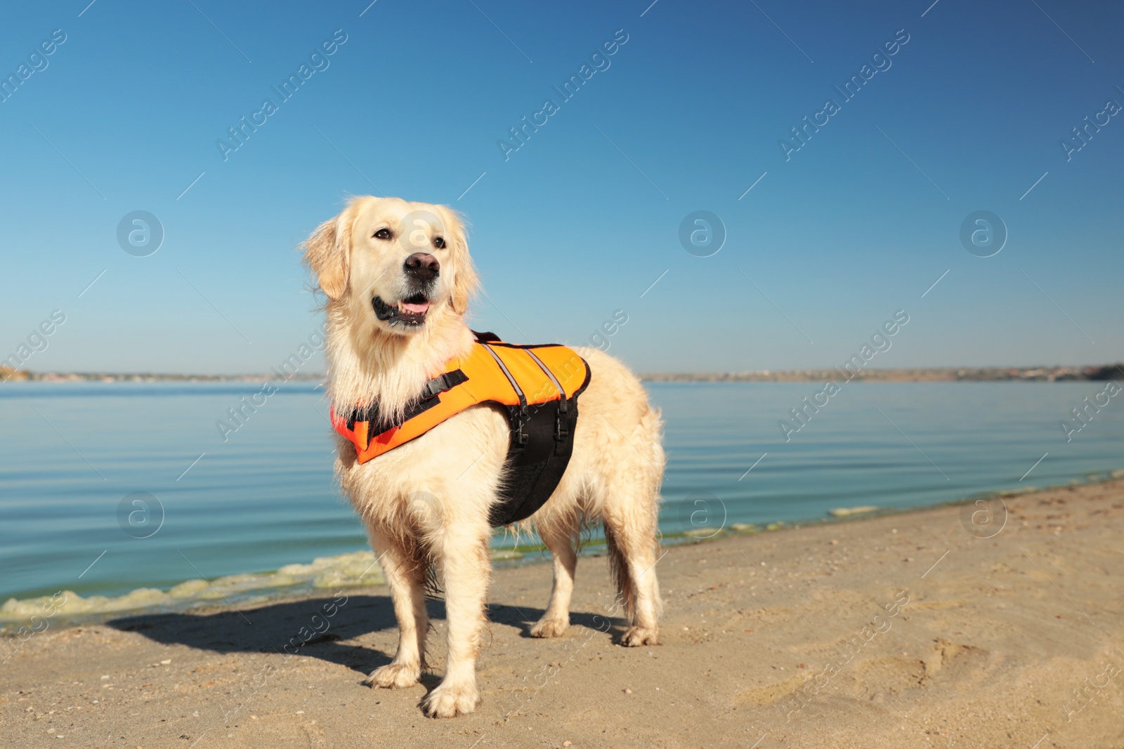 Photo of Dog rescuer in life vest on beach near river