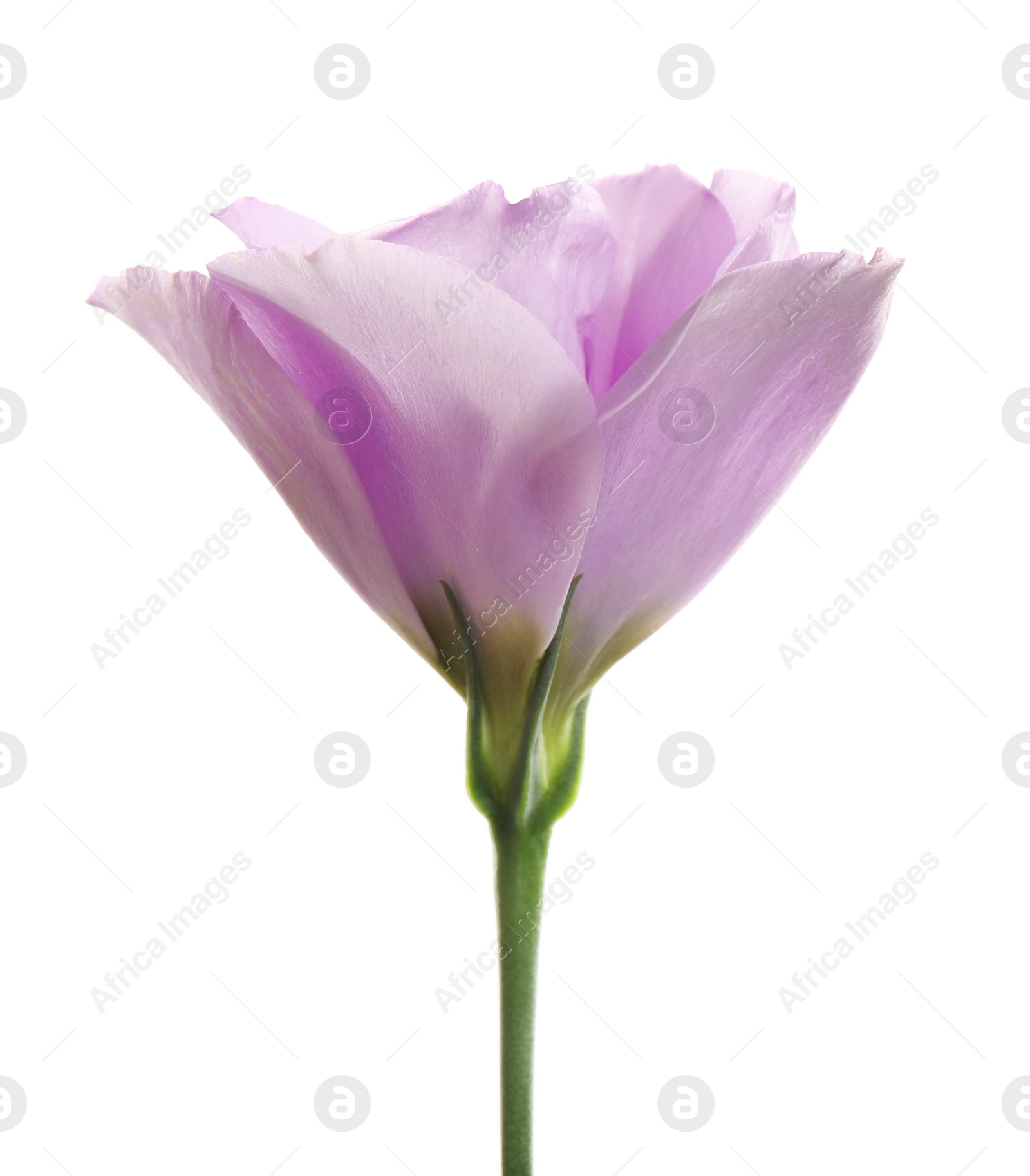 Photo of Beautiful fresh Eustoma flower on white background