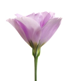 Photo of Beautiful fresh Eustoma flower on white background