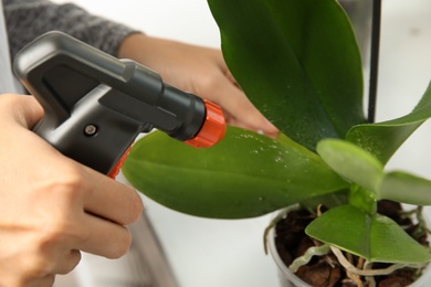 Photo of Woman taking care of orchid plant, closeup