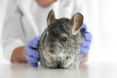 Photo of Veterinarian doctor examining cute chinchilla at white table, closeup