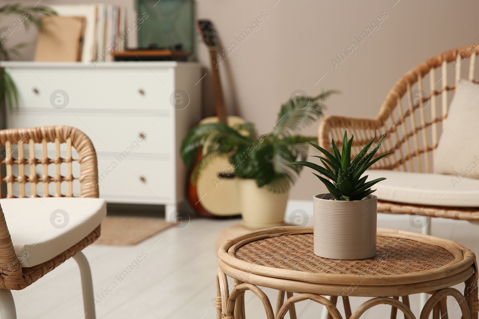 Photo of Beautiful houseplant on wicker table indoors. Space for text