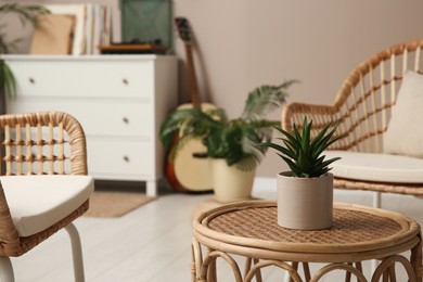 Beautiful houseplant on wicker table indoors. Space for text