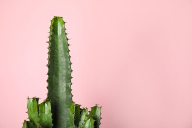 Photo of Beautiful cactus on pink background, space for text