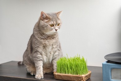 Cute cat and fresh green grass on wooden desk near white wall indoors