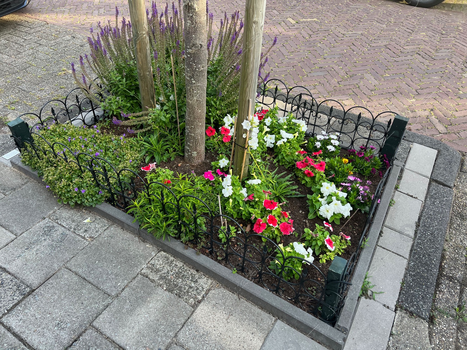 Photo of Different beautiful plants in street flower bed outdoors