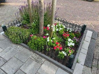 Photo of Different beautiful plants in street flower bed outdoors