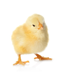 Cute fluffy baby chicken on white background. Farm animal