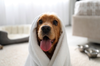 Photo of Cute English Cocker Spaniel wrapped in towel indoors. Pet friendly hotel