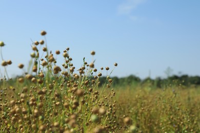 Photo of Beautiful flax plants with dry capsules in field on sunny day, space for text