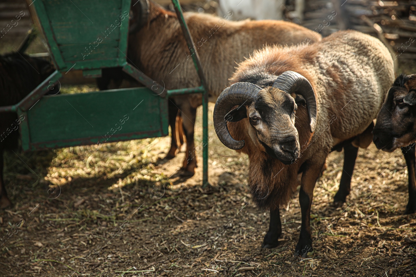 Photo of Beautiful brown sheep in yard. Farm animals