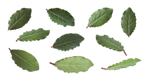 Image of Collage with fresh bay leaves on white background