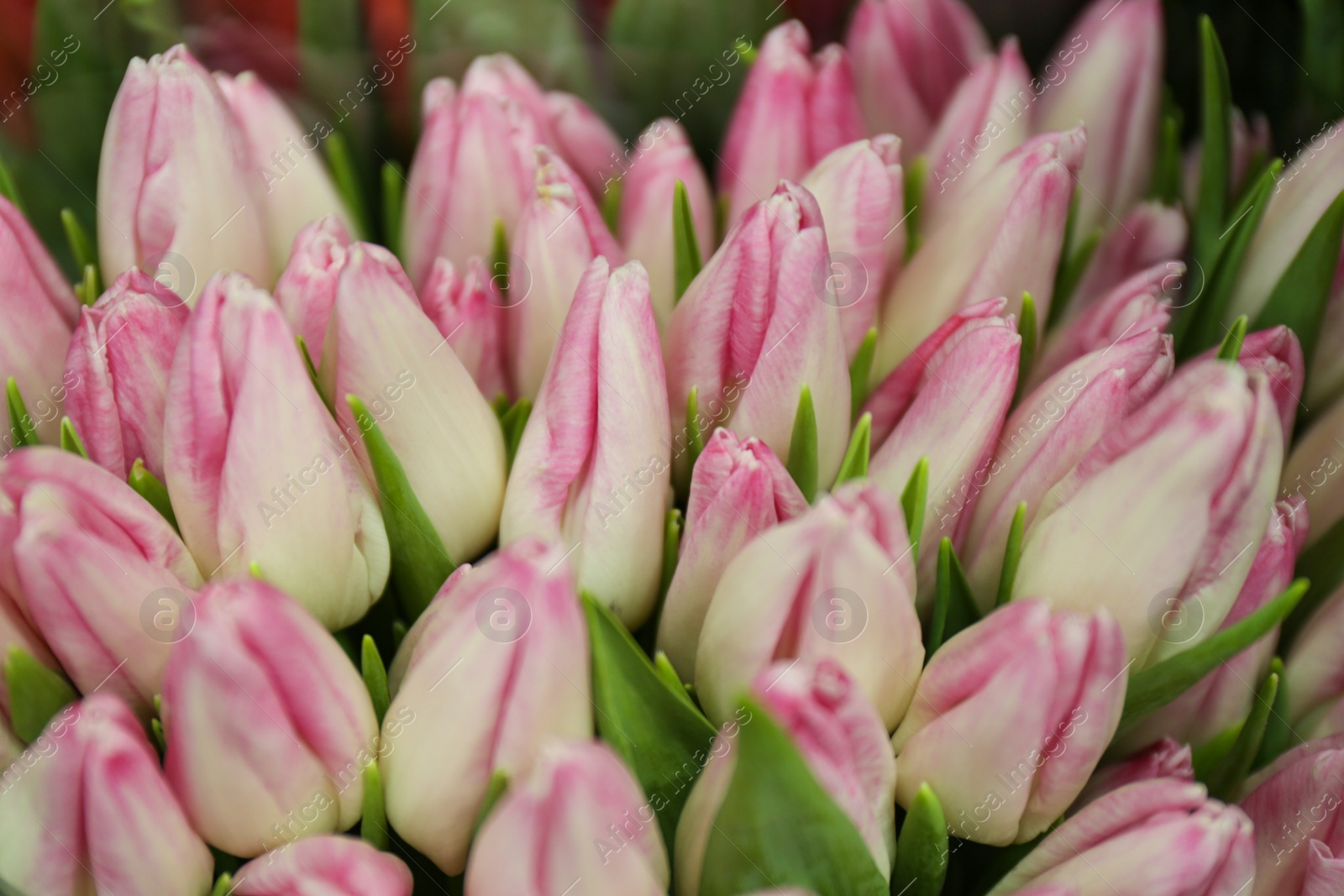 Photo of Fresh bouquet of beautiful tulip flowers, closeup