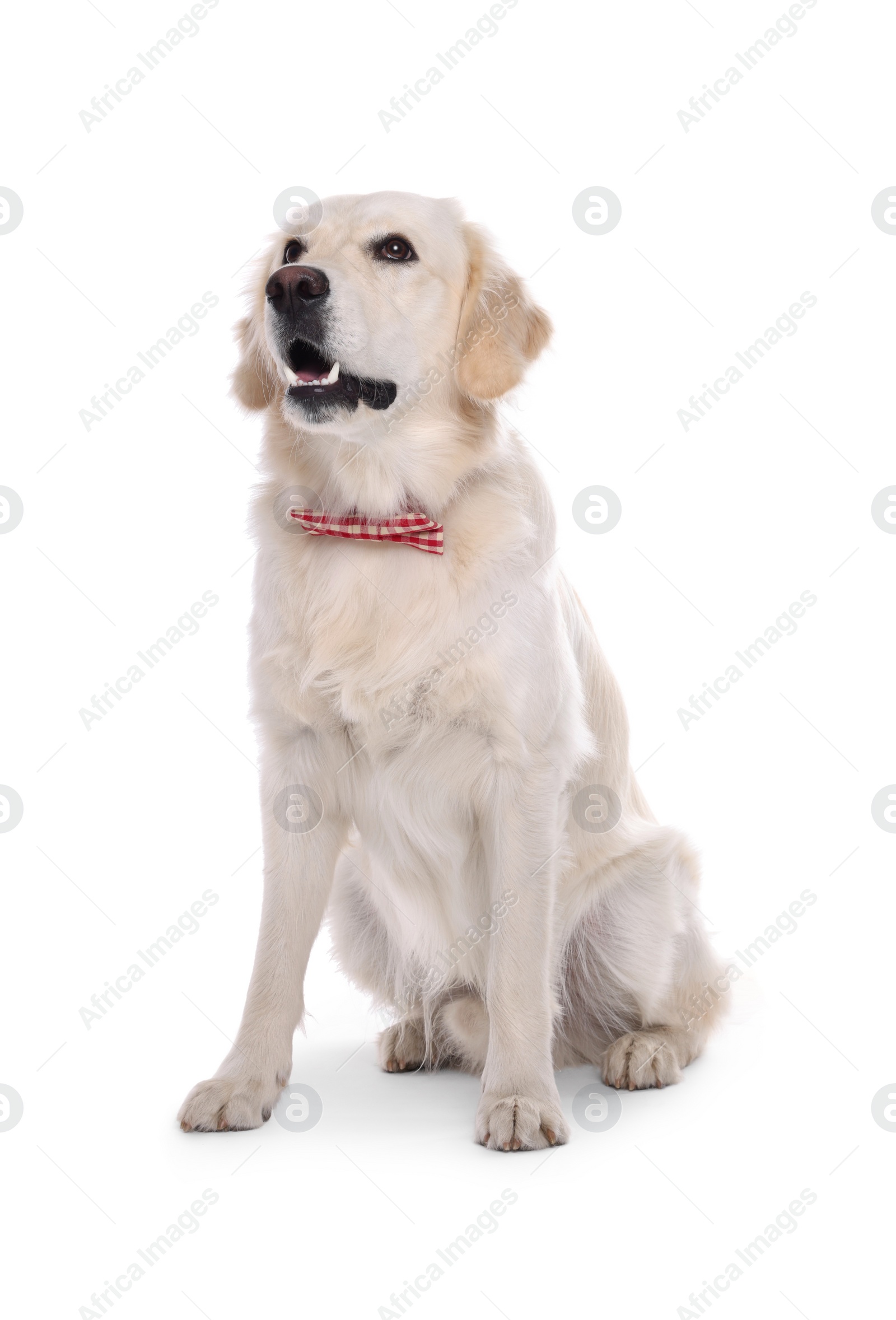 Photo of Cute Labrador Retriever with stylish bow tie on white background