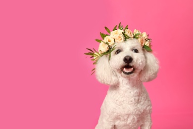 Adorable Bichon wearing wreath made of beautiful flowers on pink background, space for text