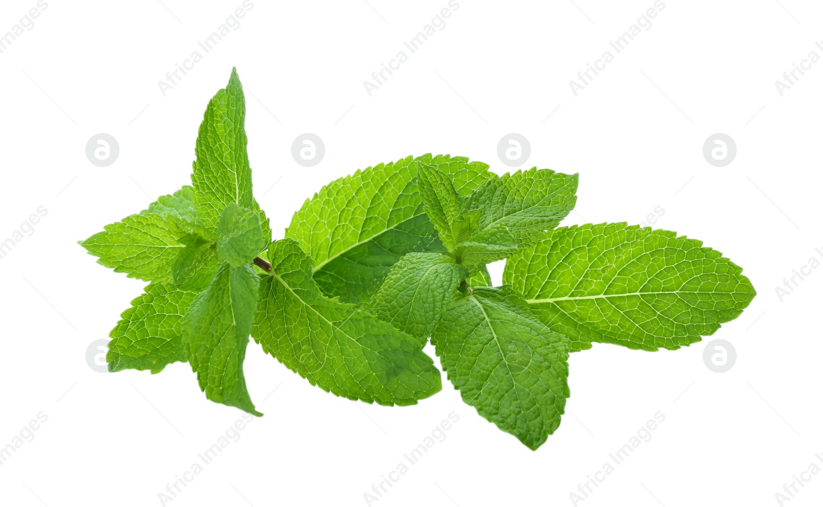 Photo of Fresh green mint leaves on white background