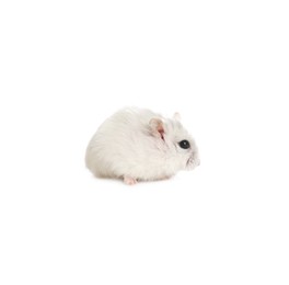 Photo of Cute funny pearl hamster on white background