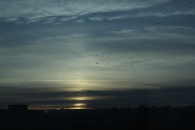 Birds flying in beautiful sky over city at sunset