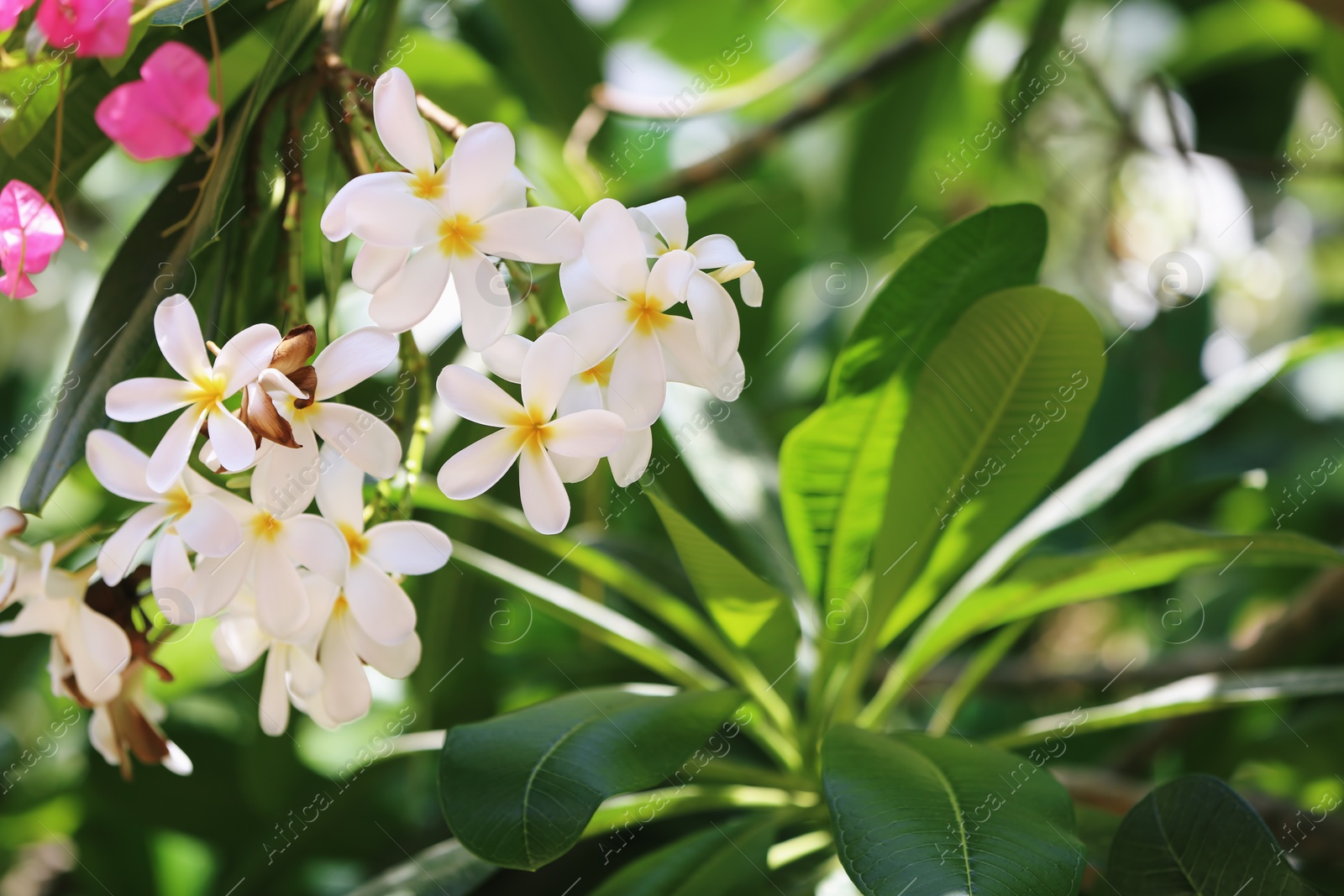 Photo of Beautiful white flowers at tropical resort on sunny day