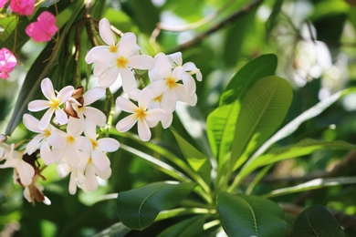 Beautiful white flowers at tropical resort on sunny day