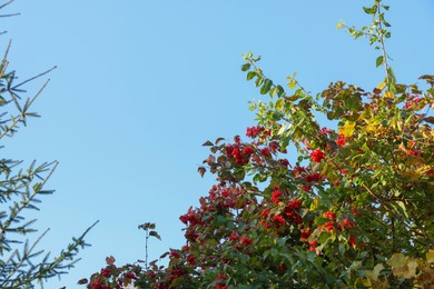 Photo of Red berries growing on tree against blue sky, low angle view. Space for text