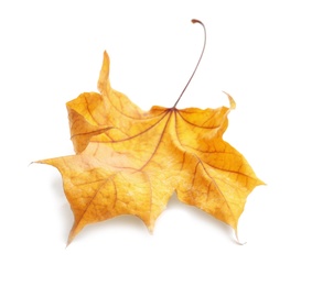 Beautiful autumn leaf on white background. Fall foliage