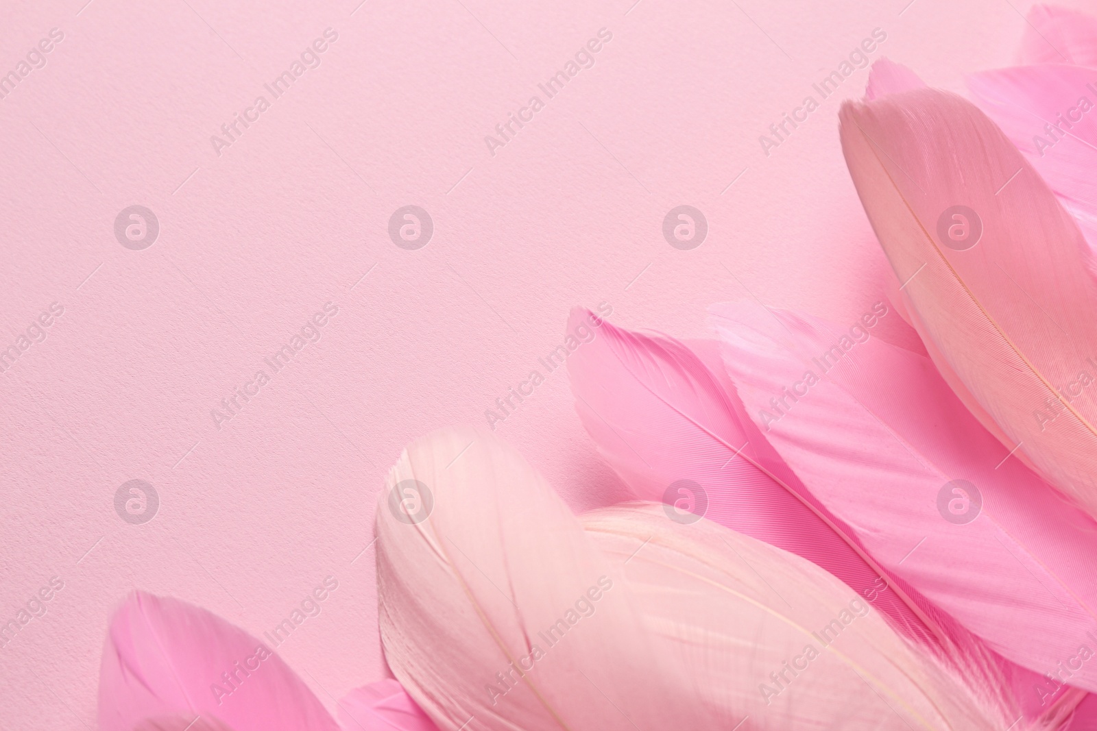 Photo of Beautiful feathers on pink background, closeup. Space for text