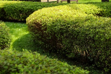 Photo of Green hedge growing in park. Gardening and landscaping