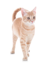 Adorable yellow tabby cat on white background