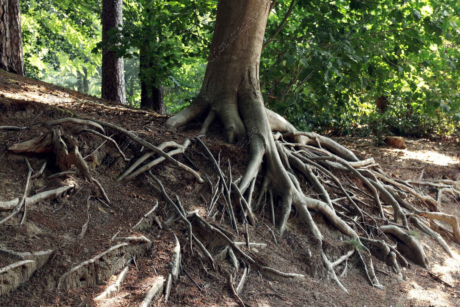 Photo of Tree roots visible through ground in forest